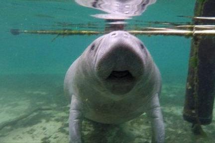 a manatee swimming in water